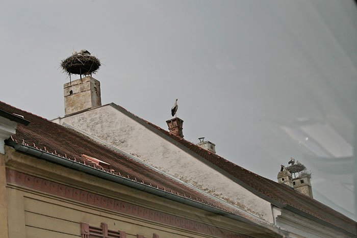 Спасибо, Аист, спасибо, птица! Аисты на крышах Бургенланда
